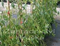 bříza - Betula verrucosa 'Gracilis'