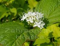 svída - Cornus alba 'Sibirica'