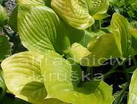 bohyška - Hosta 'Sum and Substance'