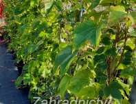 přísavník - Parthenocissus tricuspidata Veitchii