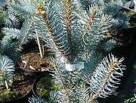 smrk - Picea pungens 'Iseli Fastigiata'.