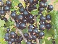 rybz ern Dmon - Ribes nigrum Dmon