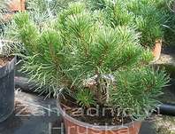 Borovice - Pinus mugo 'Pumilio'.