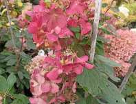 hortenzie - Hydrangea paniculata 'Diamant Rouge'