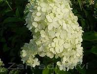 hortenzie - Hydrangea paniculata 'Limelight'