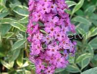 komule - Buddleja davidii 'Harlequin'