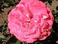 Růže Cantilena Bohemica