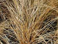 ostřice - Carex comans 'Bronze'