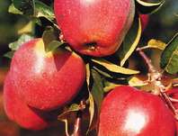 jablo domc Gloster - Malus domestica Gloster