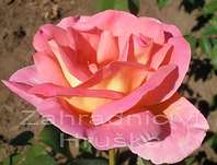 .Růže pnoucí v sortimentu