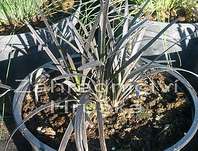 sedoulek - Ophiopogon planiscapus 'Nigerescens'