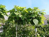 katalpa - Catalpa bignoides 'Nana'.