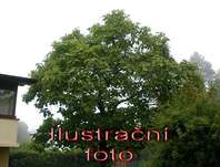 katalpa - Catalpa bignoides