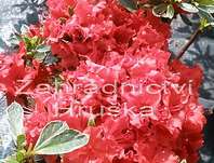 Azalea japonica 'Hotshot Variegata'