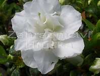 Azalea japonica 'Schneeperle'