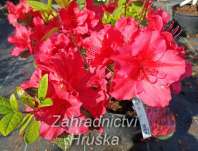 Azalea japonica 'Vuyk s Scarlet'