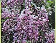 vistárie - Wisteria floribunda 'Honbeni' (Pink Ice)