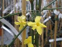 jasmín - Jasminum nudiflorum