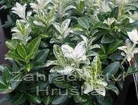 brslen - Euonymus japonica 'Pierrolino'