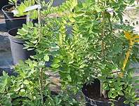 jerlín - Sophora japonica 'Pendula'..