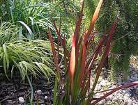 lalang - Imperata cylindrica 'Red Baron'