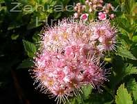 tavolník - Spiraea japonica 'Japanese Dwarf'