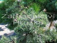 Borovice - Pinus mugo 'Kudrnáč'.KM