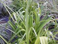 bika lesn - Luzula sylvatica