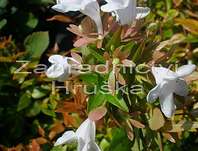 abélie - Abelia grandiflora 'Kaleidoscope'®