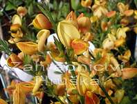 čilimník - Cytisus 'Apricot Gem'