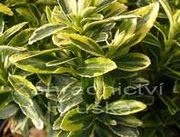 brslen - Euonymus japonicus 'Aureovariegata'