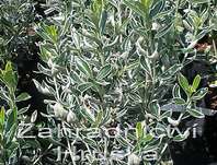 brslen - Euonymus japonicus 'Susan'