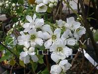 hroznovec - Exochorda macrantha 'The Bride'