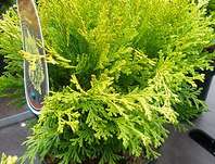 cypřišek - Chamaecyparis lawsoniana 'Mini Nova'