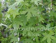 ambroň - Liquidambar styraciflua 'Worplesdon'.