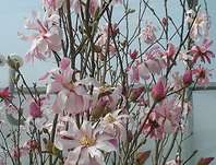 šácholan - Magnolia stellata 'Rosea'