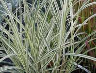 ozdobnice - Miscanthus sinensis 'Variegatus'