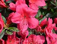 pnink japonsk Arabesk - Rhododendron japonicum Arabesk