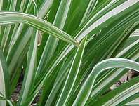 ozdobnice - Miscanthus sinensis 'Cabaret'