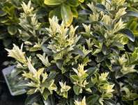 brslen - Euonymus japonicus 'Paloma Blanka'