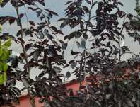 buk - Fagus sylvatica 'Purpurea Pendula'