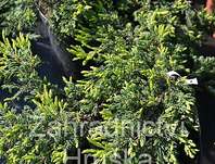 jalovec - Juniperus communis 'Goldschatz'