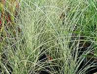 ozdobnice - Miscanthus sinensis 'Morning Light'