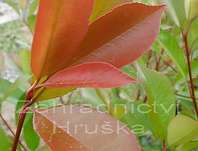 blýskavka - Photinia fraseri 'Little Red Robin'