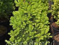 smrk - Picea glauca 'Rainbow's End'