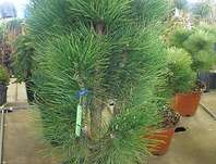 Borovice - Pinus nigra 'Green Tower'.
