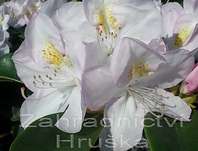 Rhododendron 'Nancy Evans'