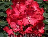 Rhododendron 'Halfdan Lem'
