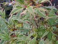 javor - Acer palmatum 'Butterfly'.