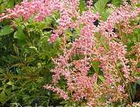 Astilbe arendsii Flamingo